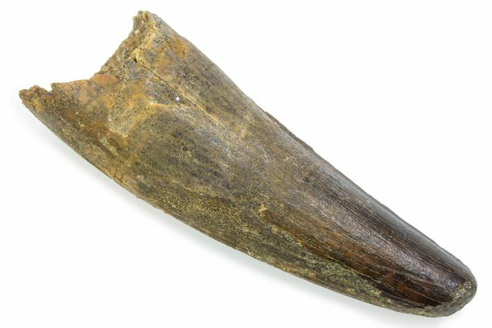 Fossil Spinosaurus Tooth - Feeding Worn Tooth #372868